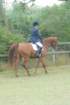dassa_dressage_15th_aug_10_31_small.jpg