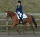 dassa_dressage_23_jan_2011_013_small.jpg