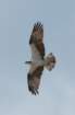 dsc067416_small.jpg