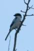 dsc067507_small.jpg