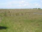 alligatoralley014_small.jpg