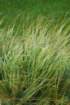 alligatoralley016_small.jpg