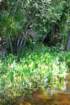 alligatoralley017_small.jpg
