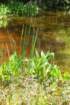 alligatoralley018_small.jpg
