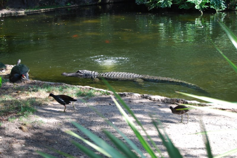 buschgardens000.jpg