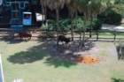buschgardens019_small.jpg