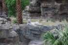buschgardens023_small.jpg