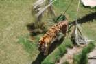 buschgardens024_small.jpg