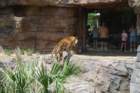buschgardens026_small.jpg
