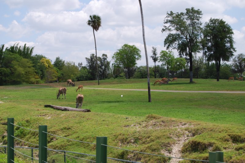 buschgardens032.jpg