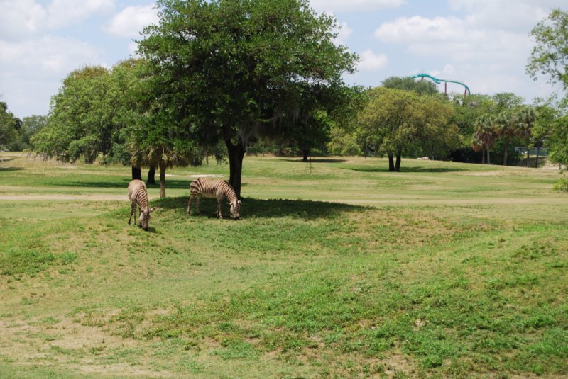 buschgardens051.jpg