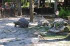 buschgardens094_small.jpg