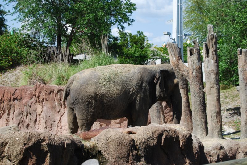 buschgardens098.jpg