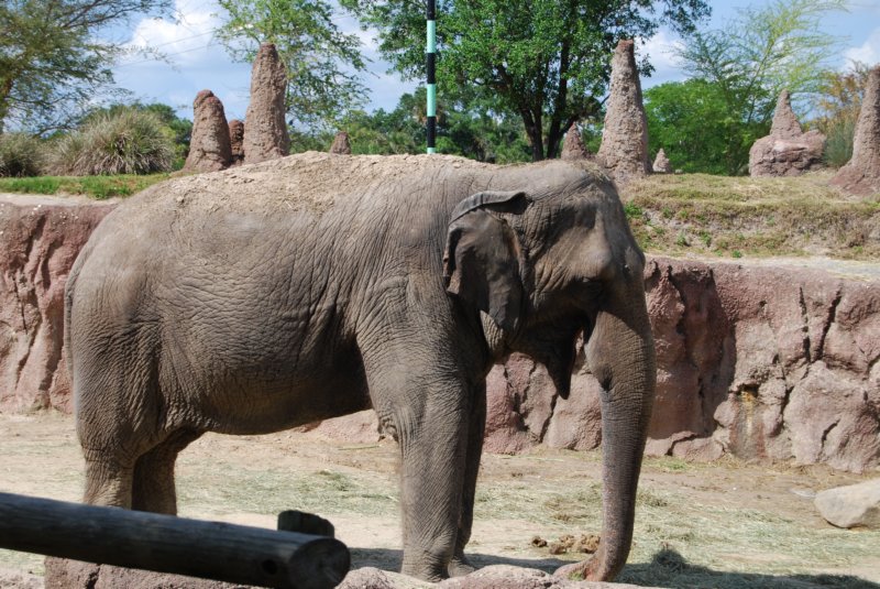 buschgardens100.jpg