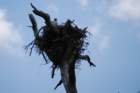 dsc_0294_small.jpg