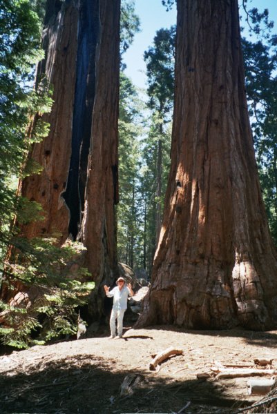 al2sequoias2.jpg