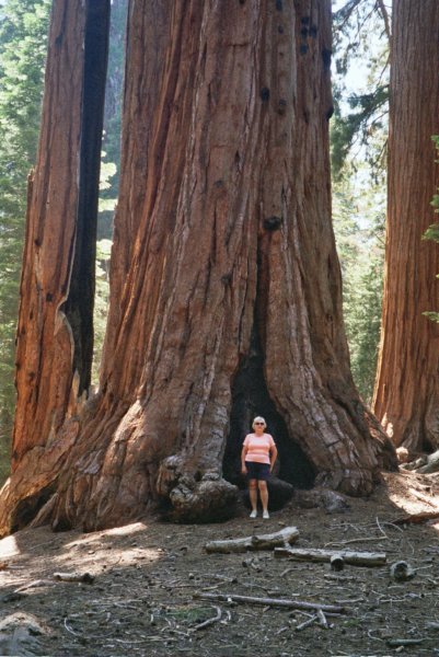 alvidoubletreesequoiapk.jpg