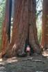 alvidoubletreesequoiapk_small.jpg