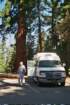 camperbybigsequoia_small.jpg