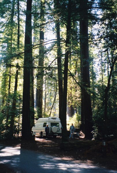 campinginredwoodsca.jpg