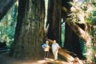 viandcaseyfallenredwoods_small.jpg