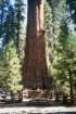 vibygeneralsherman2_small.jpg