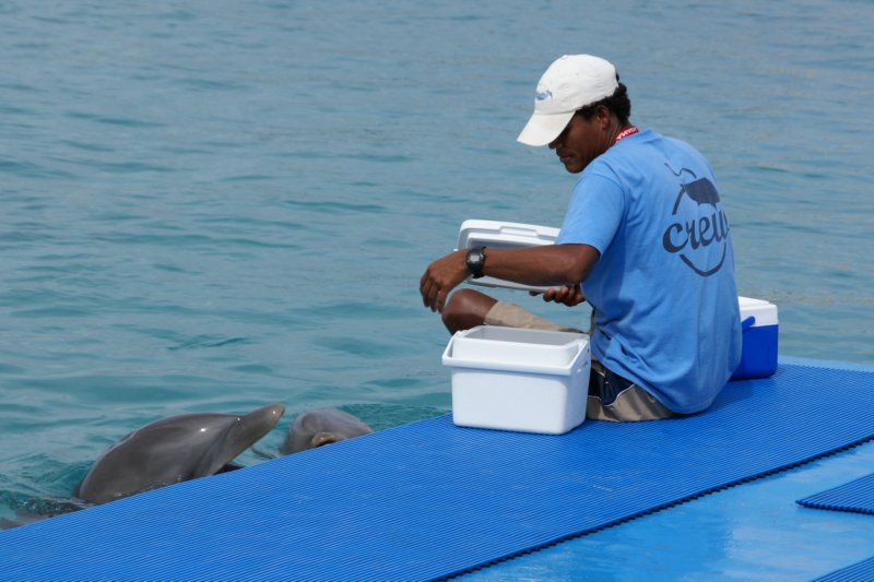 day07dolphinacademycuracao01.jpg