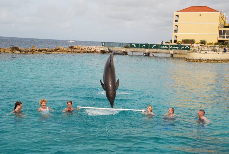 day07dolphinacademycuracao06.jpg