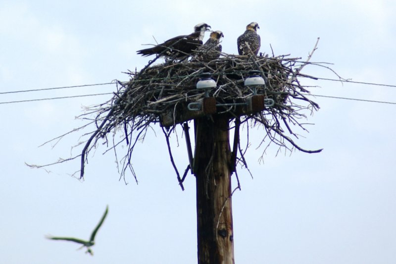 189 Osprey Chicks Day 4 The River ospreychicksday4theriver.jpg