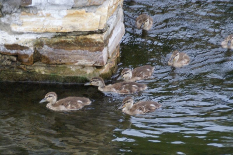 072 The Ducks Day 2 The River theducksday2theriver3.jpg