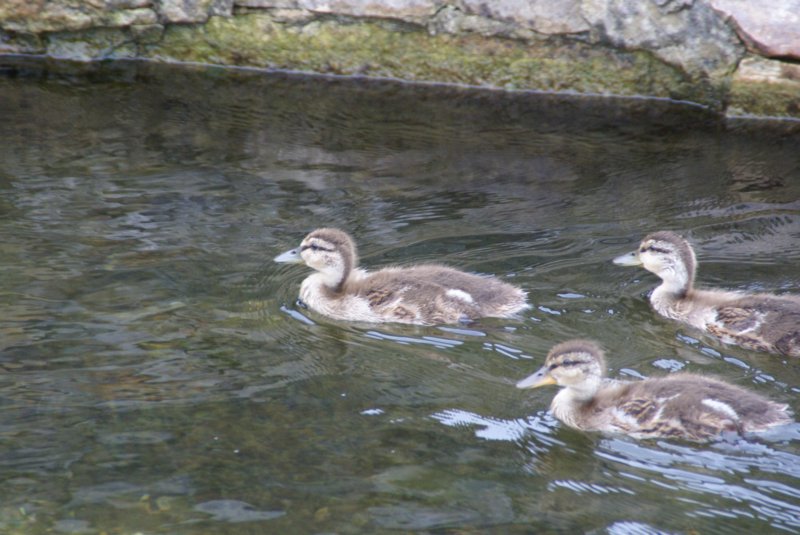 073 The Ducks Day 2 The River theducksday2theriver4.jpg