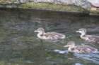 theducksday2theriver4_small.jpg
