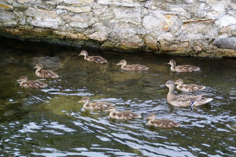 074 The Ducks Day 2 The River theducksday2theriver5.jpg