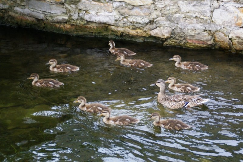 075 The Ducks Day 2 The River theducksday2theriver6.jpg