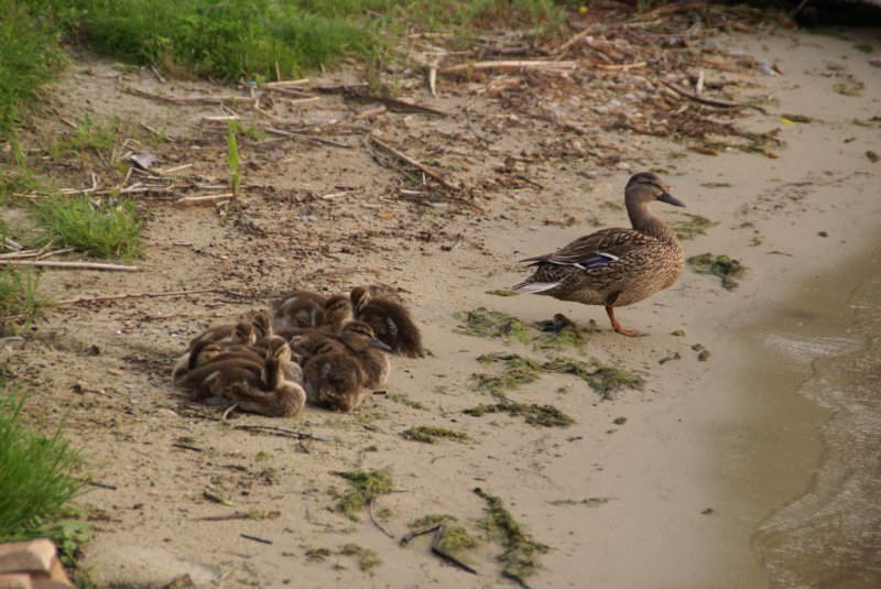077 The Ducks Day 2 The River theducksday2theriver8.jpg