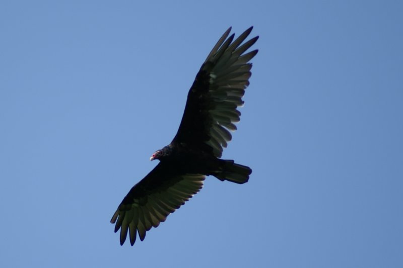 157 Turkey Vulture Day 3 The River turkeyvultureday3theriver3.jpg