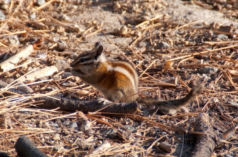 _animals_yosemite_09957.jpg