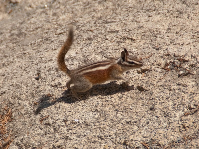 _animals_yosemite_09969.jpg