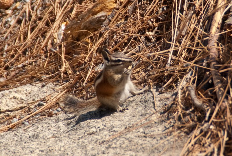 _animals_yosemite_09980.jpg