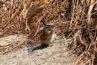 _animals_yosemite_09980_small.jpg