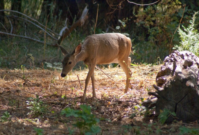 _animals_yosemite_10086.jpg