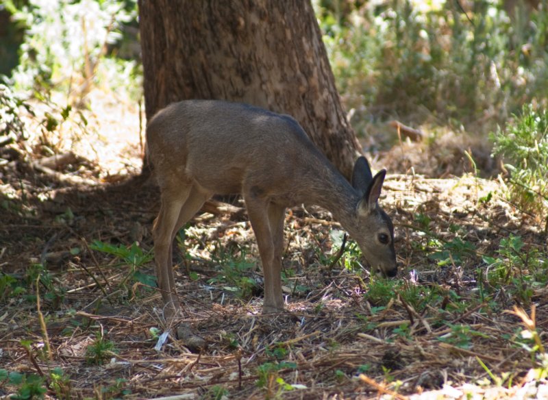 _animals_yosemite_10091.jpg