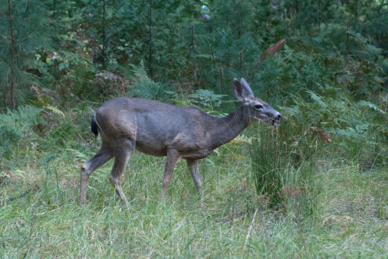 _animals_yosemite_10259.jpg