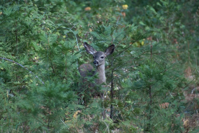 _animals_yosemite_10268.jpg