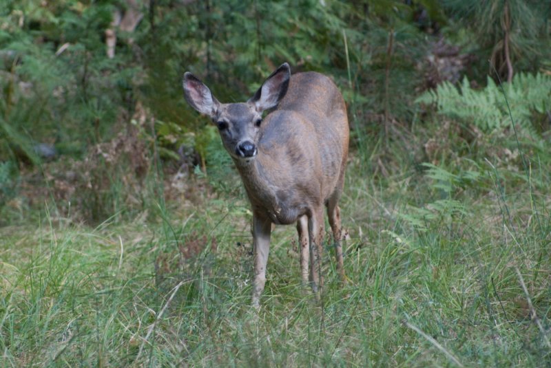 _animals_yosemite_10275.jpg