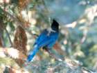 _birds_big_sur_09361_small.jpg