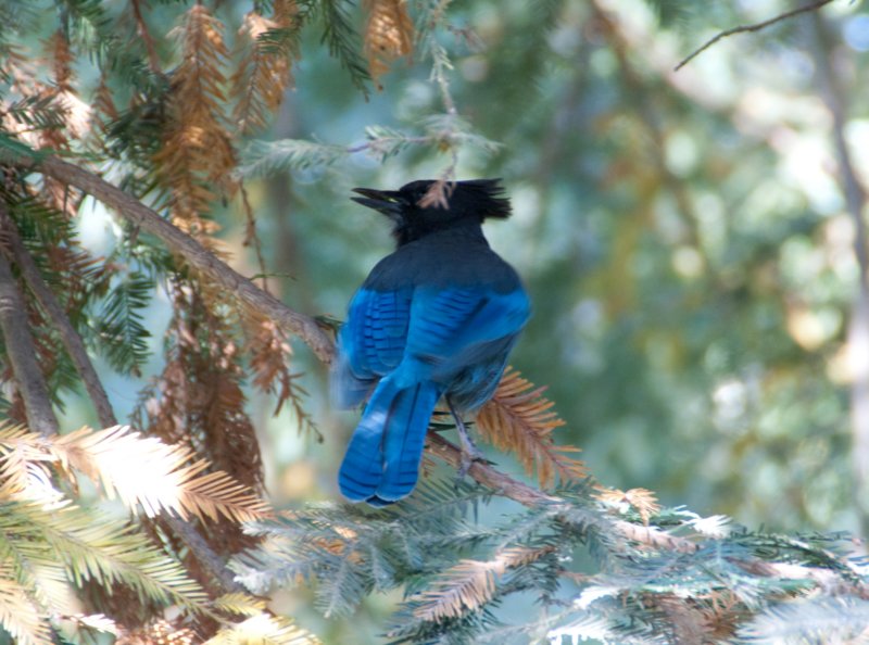 _birds_big_sur_09363.jpg