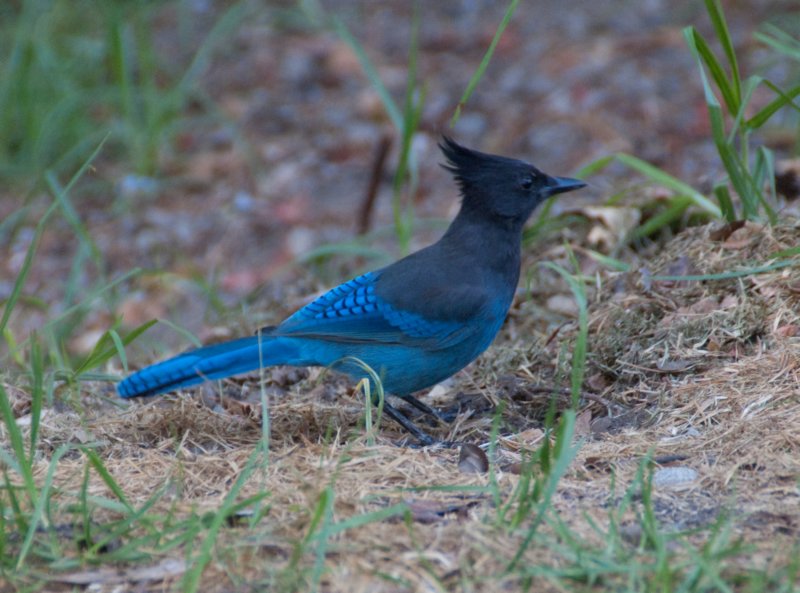 _birds_big_sur_09436.jpg