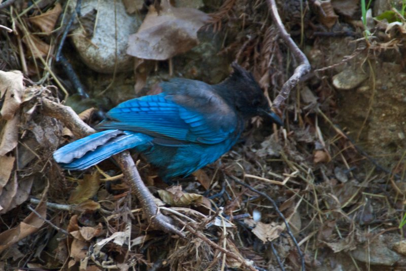 _birds_big_sur_09465.jpg