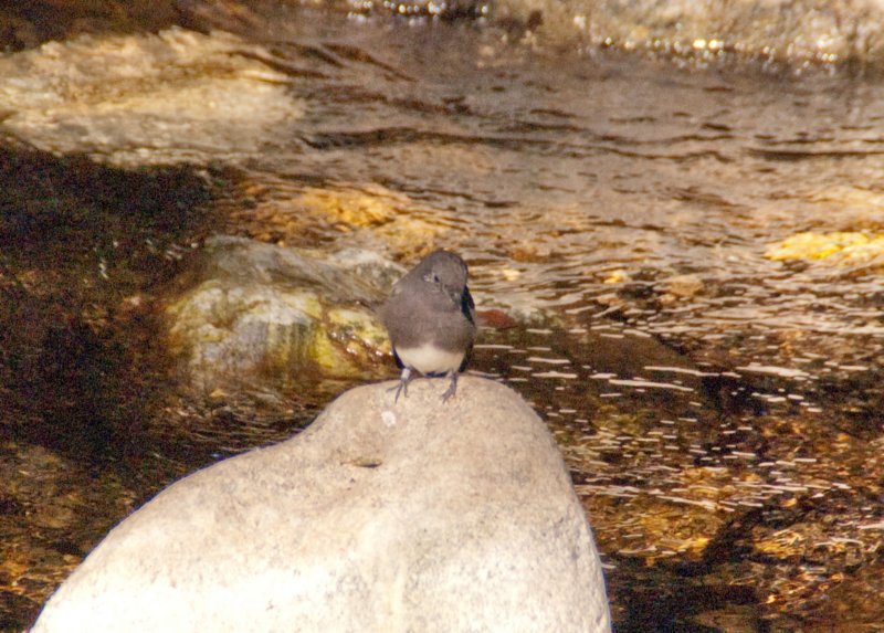 _birds_big_sur_09564.jpg